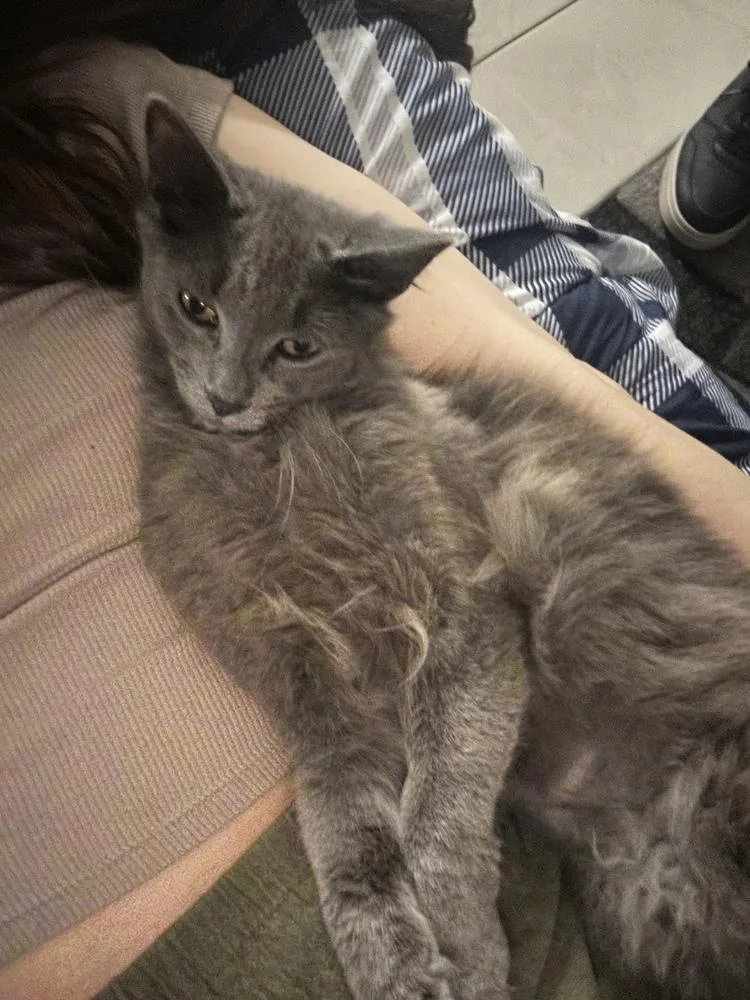 Ninetails thumbnail 3