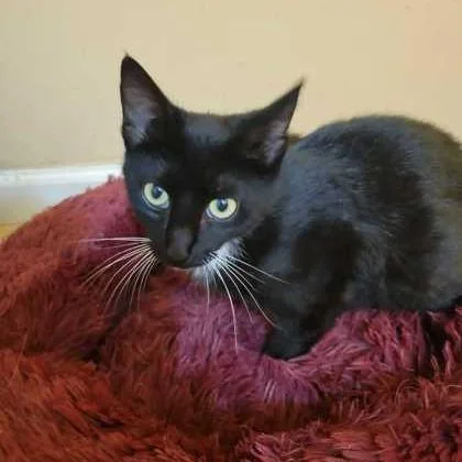 A young small-sized female Black Domestic Short Hair cat named Priscilla for adoption in Spruce Pine, NC