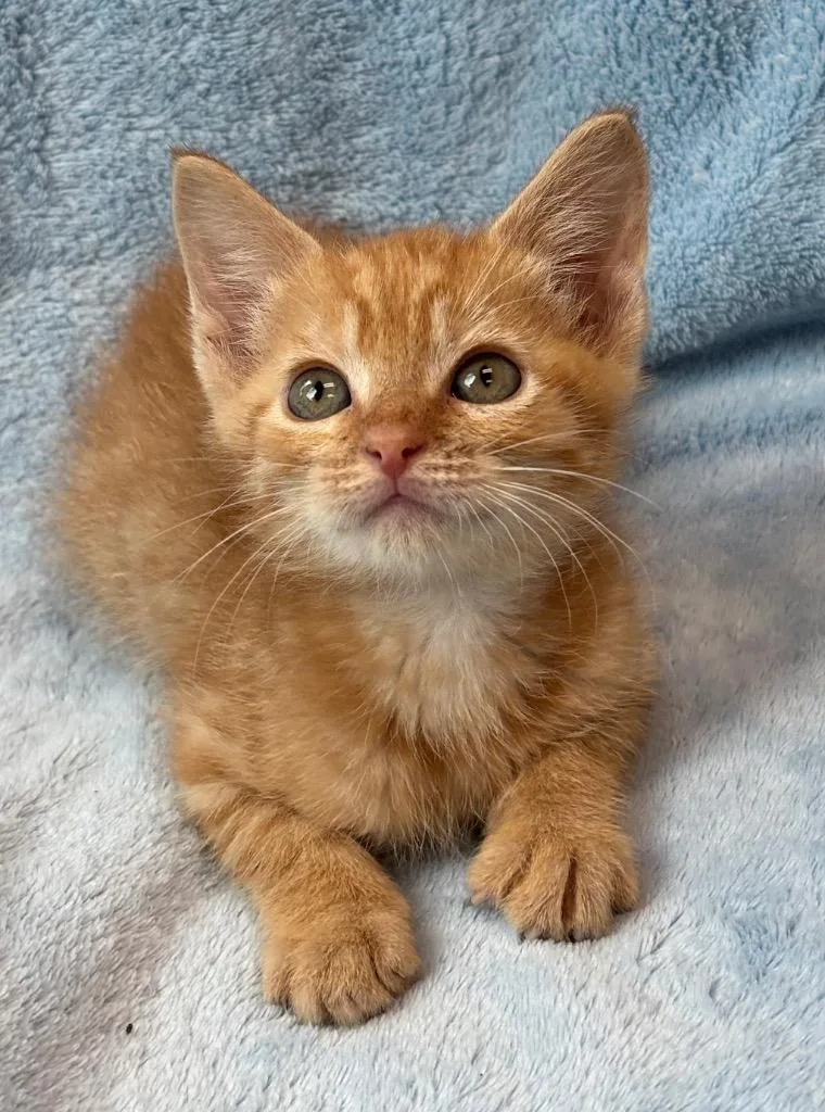 A baby medium-sized male Domestic Short Hair cat named Odysseus for adoption in Little Rock, AR