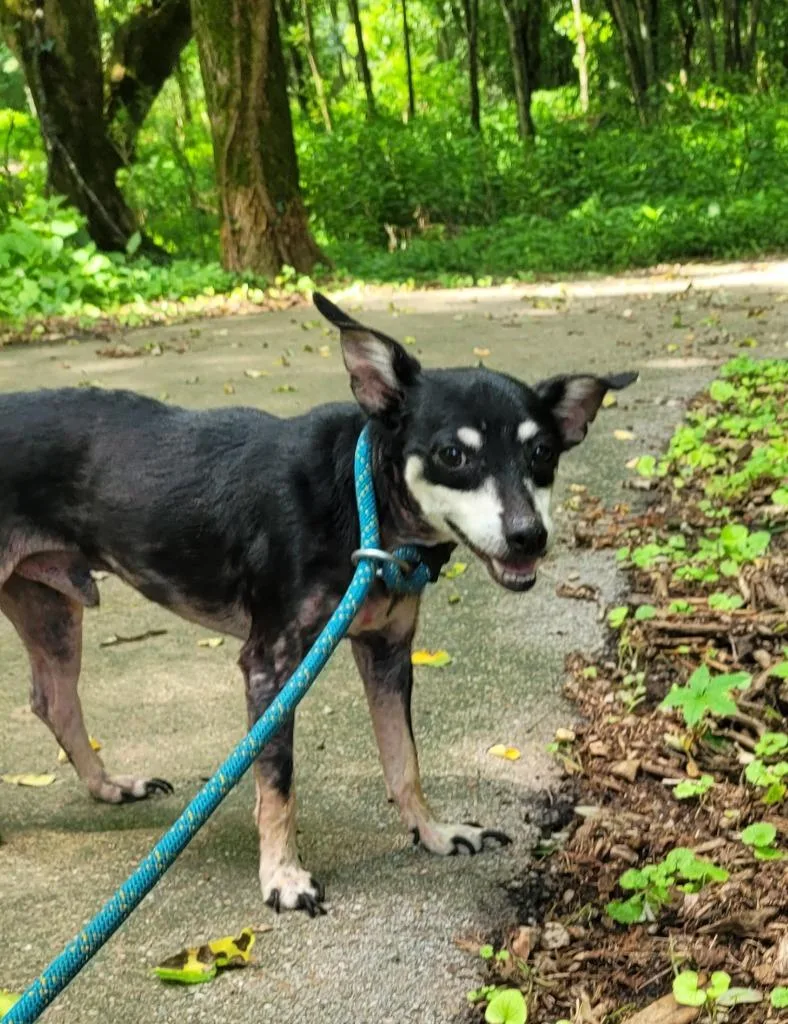 An adult small-sized male Chihuahua dog named Rex for adoption in Lawrenceburg, TN