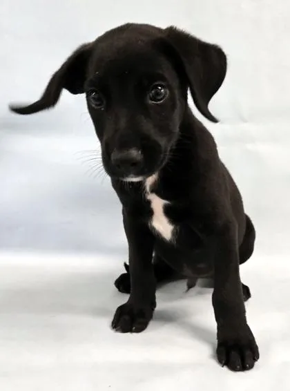 A baby large-sized male Labrador Retriever dog named Ranger for adoption in Morton Grove, IL