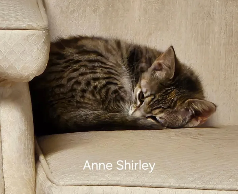 A baby medium-sized female Domestic Short Hair cat named Anne Shirley for adoption in Parkville, MD