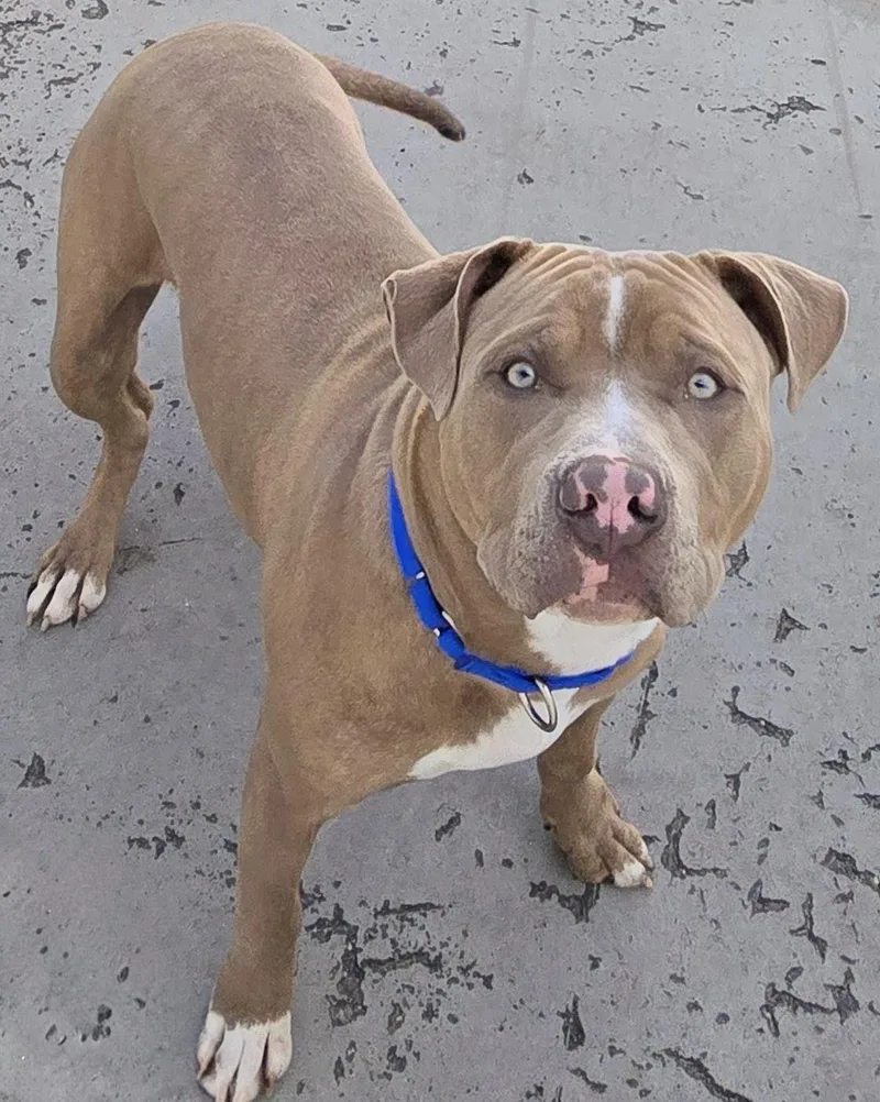 An adult large-sized male Brindle Pit Bull Terrier dog named Wiggles for adoption in Amityville, NY