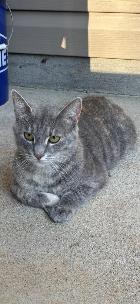 An adult large-sized female Domestic Short Hair cat named Lucy KD for adoption in Greenville, SC