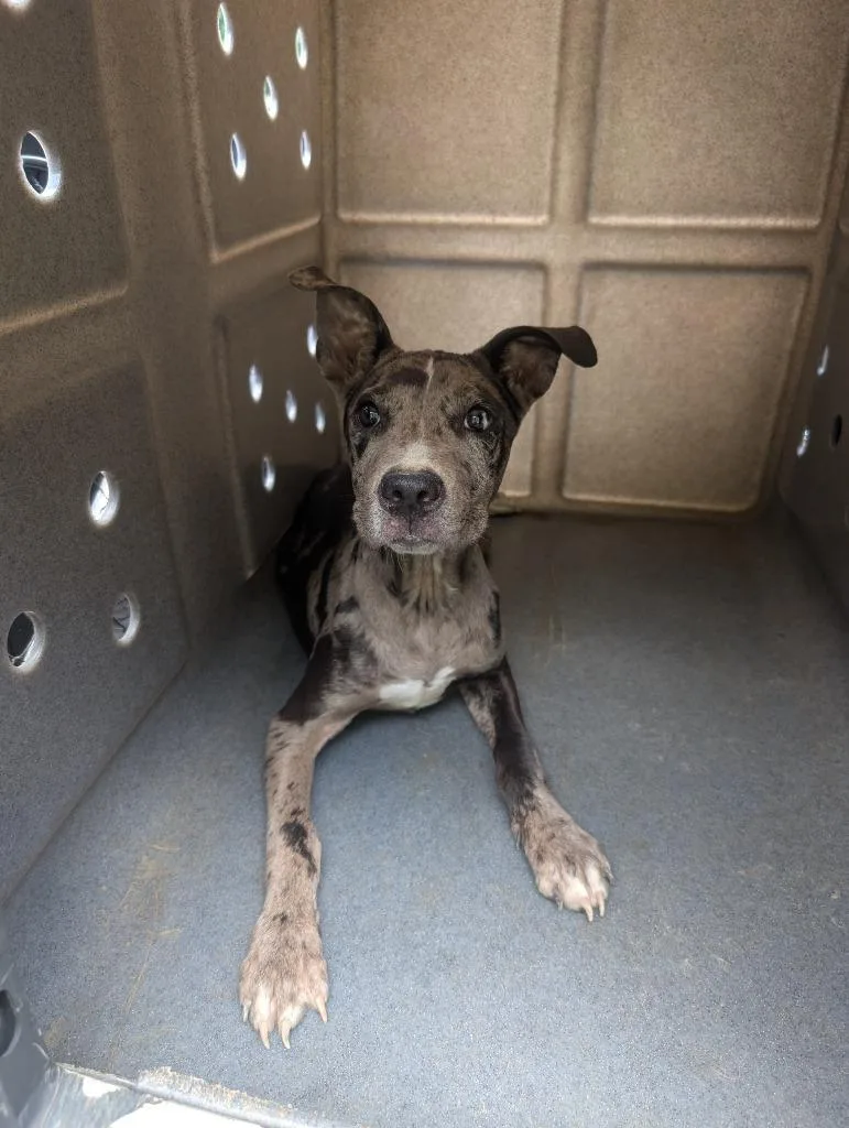 A baby medium-sized male Pit Bull Terrier dog named Zircon for adoption in Nacogdoches, TX
