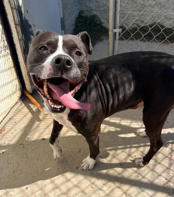 An adult large-sized male Pit Bull Terrier dog named Rico for adoption in Virginia Beach, VA