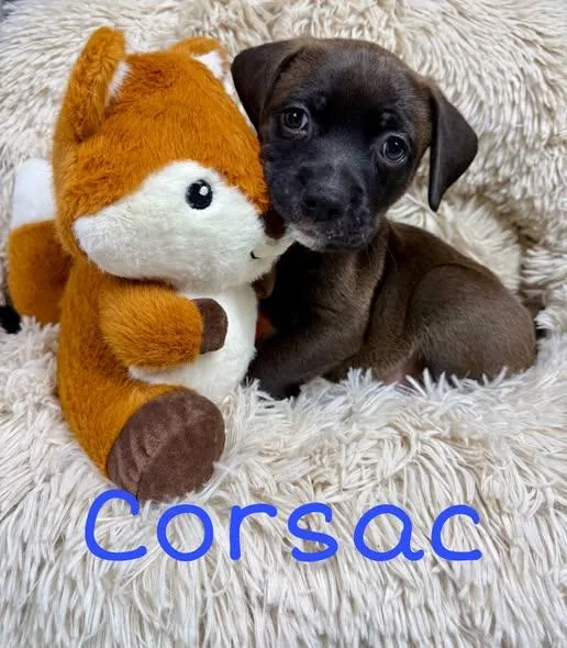 Corsac