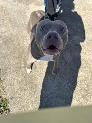 An adult medium-sized male Pit Bull Terrier dog named Ace for adoption in Fort Worth, TX