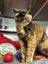An adult medium-sized female Tortoiseshell Domestic Short Hair cat named Chai for adoption in Manitowoc, WI