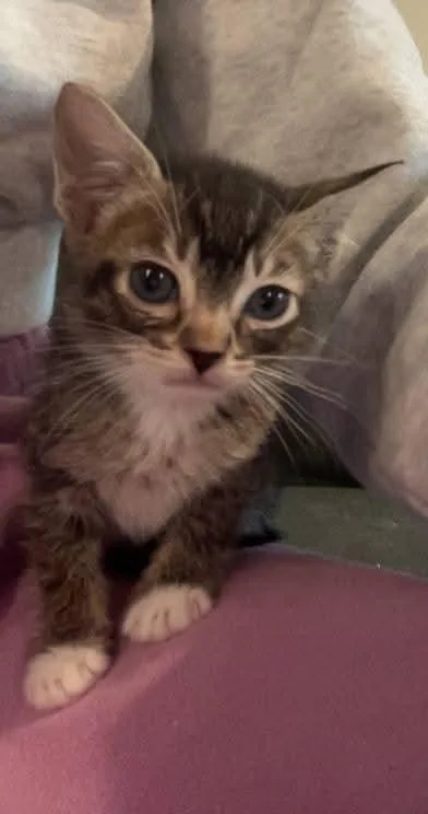 A baby small-sized female White Domestic Short Hair cat named Mocha for adoption in Buford, GA