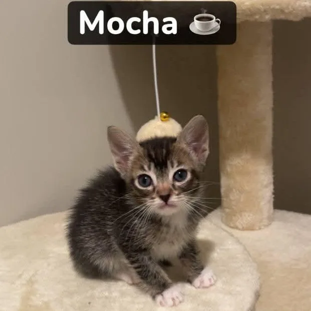 Mocha thumbnail 3