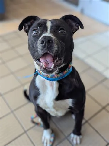 A young medium-sized male Border Collie dog named English Breakfast for adoption in Dayton, OH