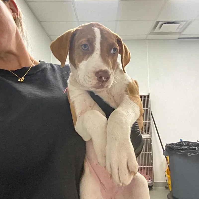 A baby small-sized female Yellow / Tan / Blond / Fawn Terrier dog named Zelda for adoption in Abilene, TX