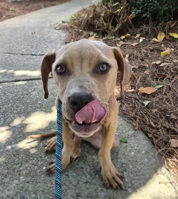 A baby medium-sized male Pit Bull Terrier dog named Pen Vc Zio for adoption in Lawrenceville, GA