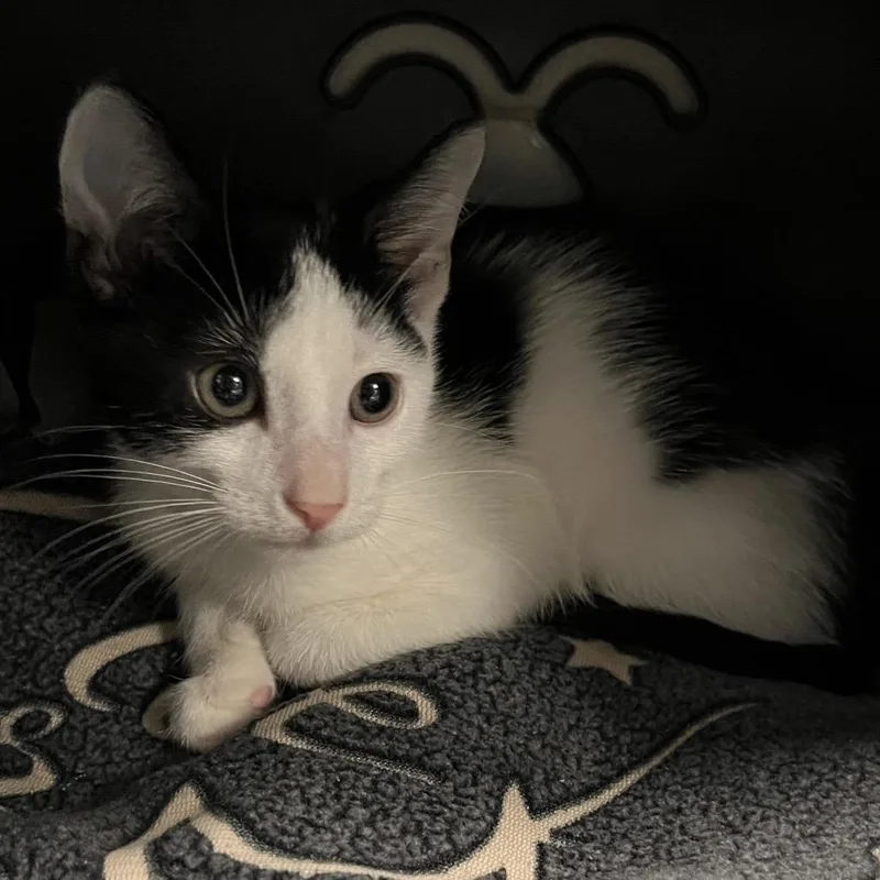 A baby small-sized male White Domestic Short Hair cat named Phil for adoption in West Palm Beach, FL
