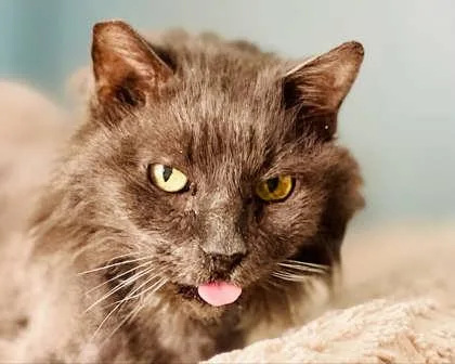 Taz