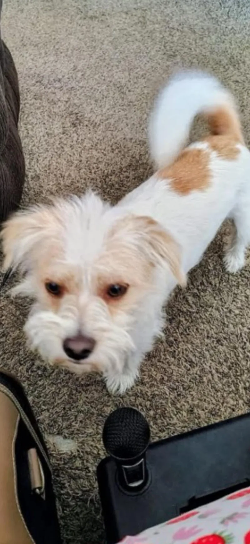 Riley  The Sweetest thumbnail 3