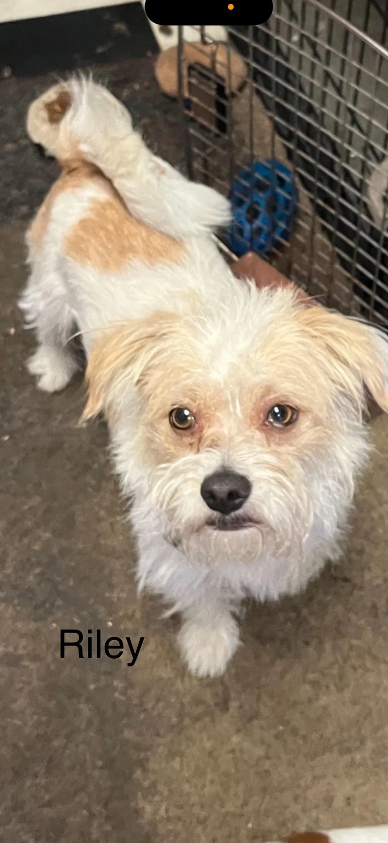 Riley  The Sweetest