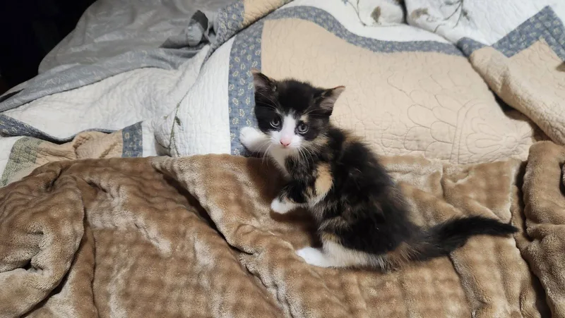 A baby medium-sized female Domestic Medium Hair cat named Claudia for adoption in Roanoke, AL