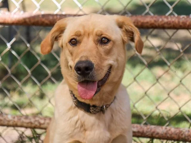 A young medium-sized female Golden Retriever dog named Poppy for adoption in Ojai, CA