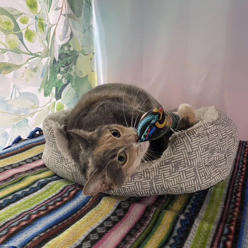 Mama Rose  Aka thumbnail 4