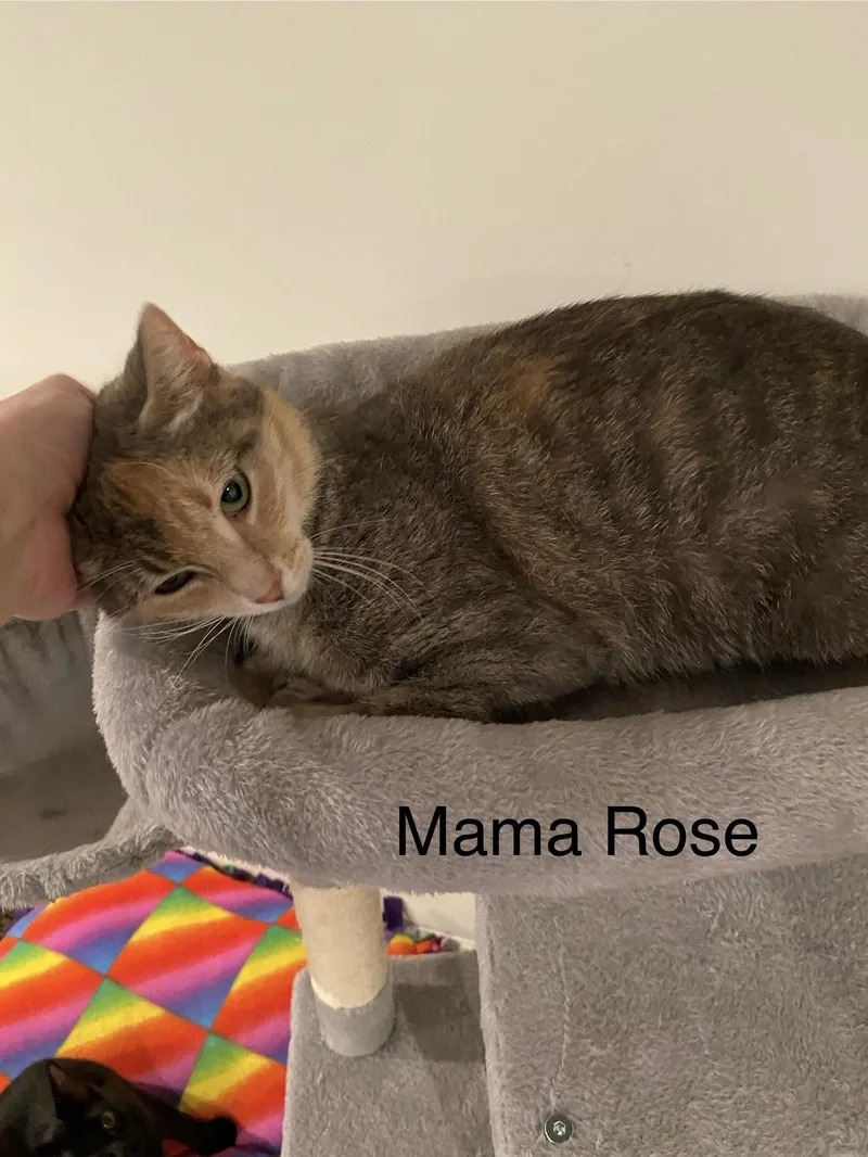 Mama Rose  Aka thumbnail 5