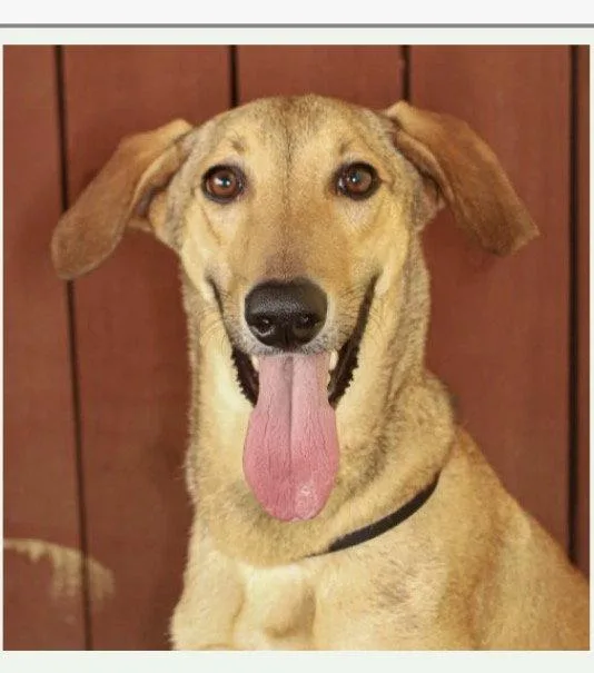 A young medium-sized male Italian Greyhound dog named Leo for adoption in Fort Pierce, FL