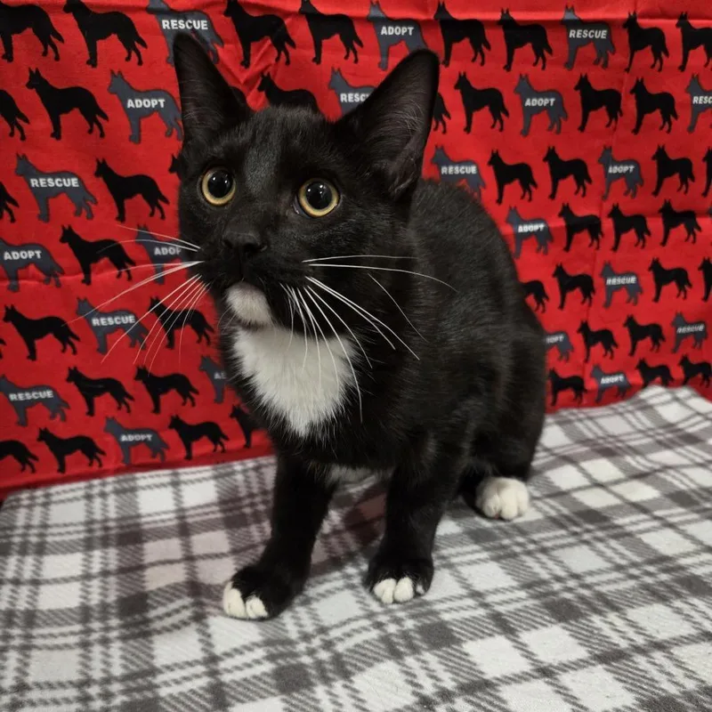 A young medium-sized male Black Domestic Short Hair cat named Bannie for adoption in Washburn, MO