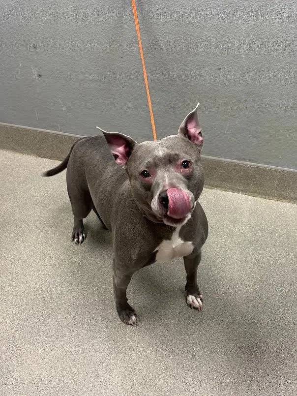 An adult medium-sized female Pit Bull Terrier dog named Harley for adoption in Las Vegas, NV