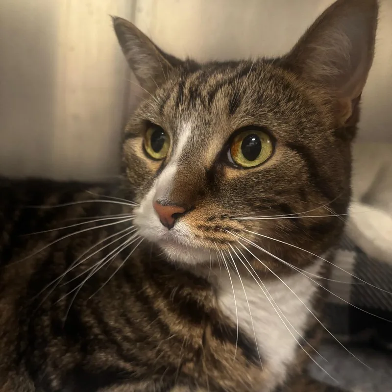 An adult large-sized female Brown / Chocolate Domestic Short Hair cat named Angel C for adoption in Napoleon, OH