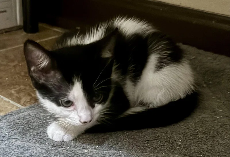 A baby medium-sized female Black & White / Tuxedo Domestic Short Hair cat named Laney for adoption in Pensacola, FL