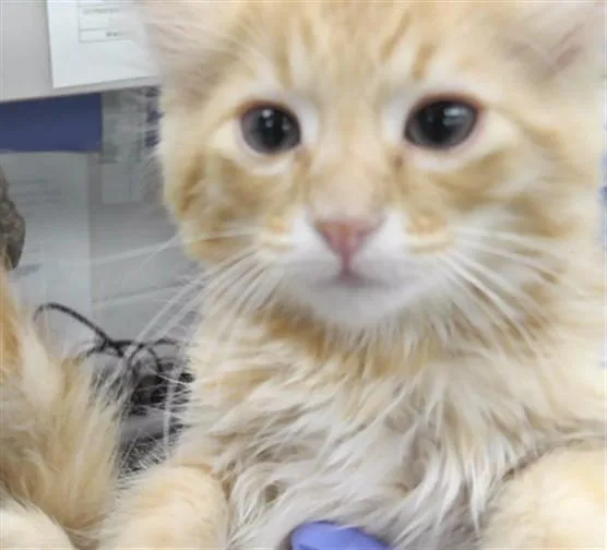 A baby small-sized male Domestic Long Hair cat named Pumpkin Pie for adoption in Omaha, NE