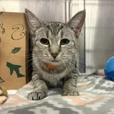 An adult medium-sized female Buff / Tan / Fawn Domestic Short Hair cat named Ingrid for adoption in Ashtabula, OH
