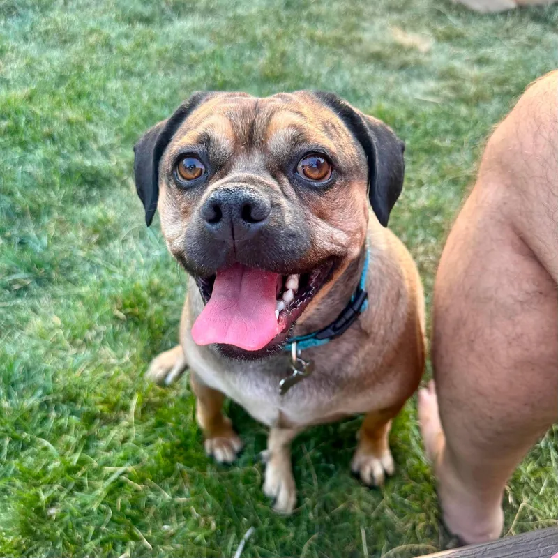 An adult large-sized male Pug dog named Mooshie for adoption in Grand Forks, ND