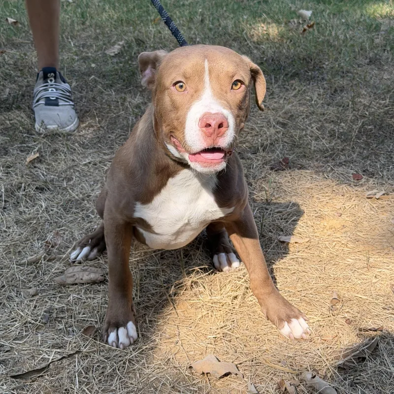 A baby medium-sized male Terrier dog named Larry for adoption in Luttrell, TN