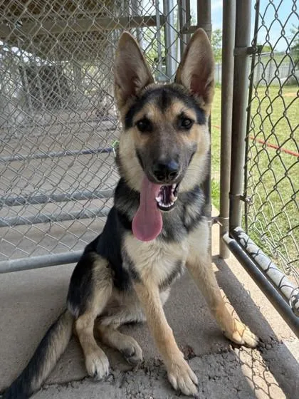 A young large-sized female German Shepherd Dog dog named Nyla for adoption in West Memphis, AR