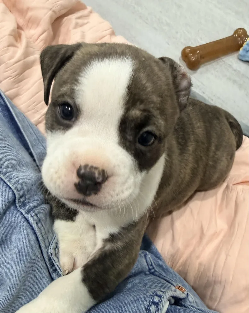 A baby medium-sized female American Bully dog named Gucci for adoption in Copiague, NY