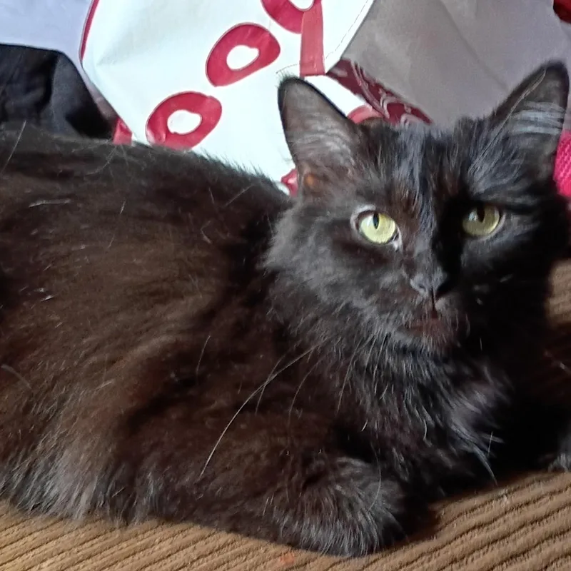 Stella
