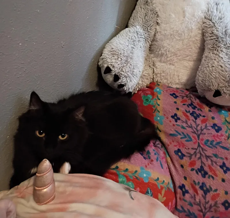 Stella thumbnail 3