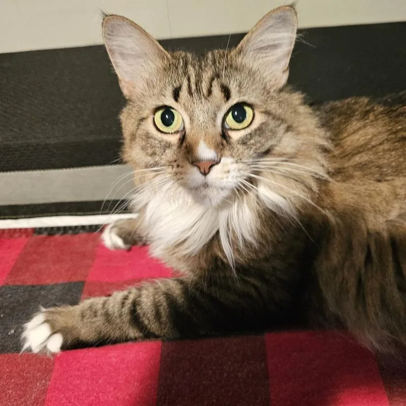 An adult large-sized female Brown / Chocolate Domestic Long Hair cat named Princess for adoption in Asheville, NC