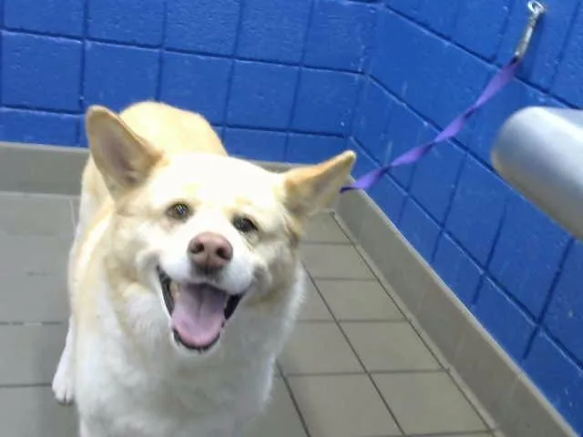 An adult medium-sized female Husky dog named Gemmy for adoption in Albuquerque, NM