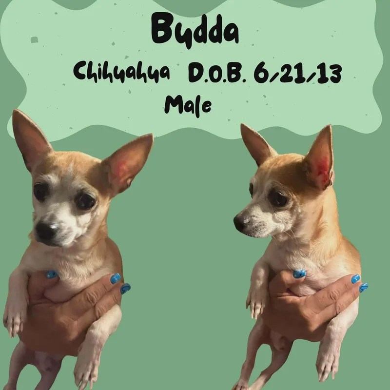 A senior small-sized male Chihuahua dog named Budda for adoption in Caldwell, TX