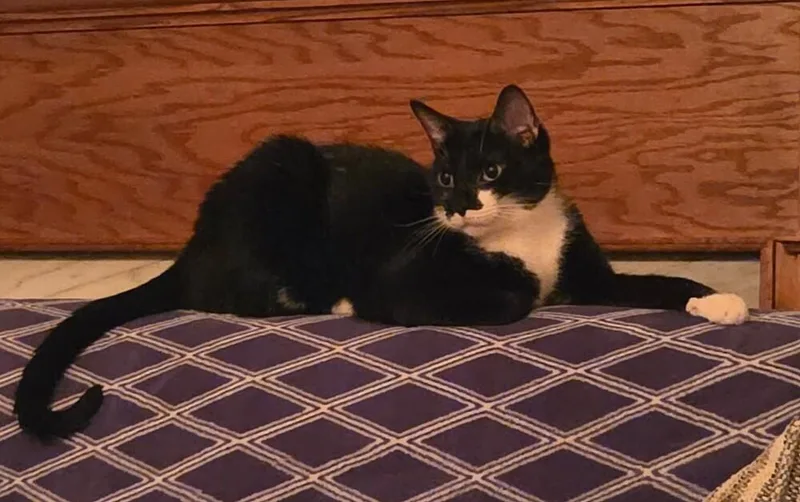 An adult medium-sized male Black & White / Tuxedo Domestic Short Hair cat named Johnny for adoption in Youngsville, NC
