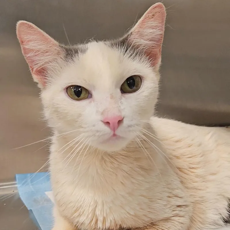 An adult small-sized female Buff / Tan / Fawn American Shorthair cat named Zucca N  Sweet for adoption in New York, NY