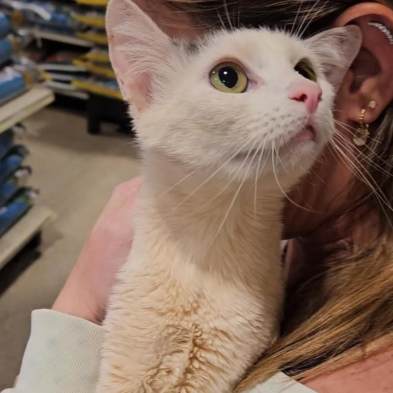 Zucca N  Sweet thumbnail 4