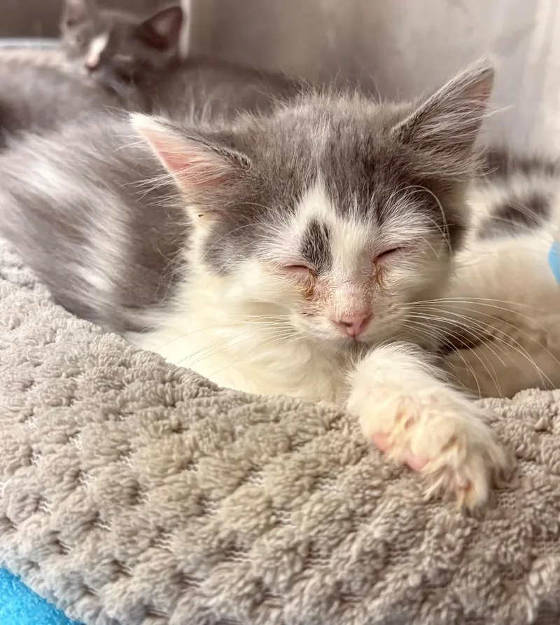A baby medium-sized female Domestic Short Hair cat named Sunny for adoption in Greeneville, TN