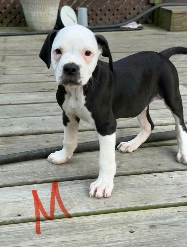 A baby large-sized male American Bulldog dog named Blaze for adoption in Osgood, IN