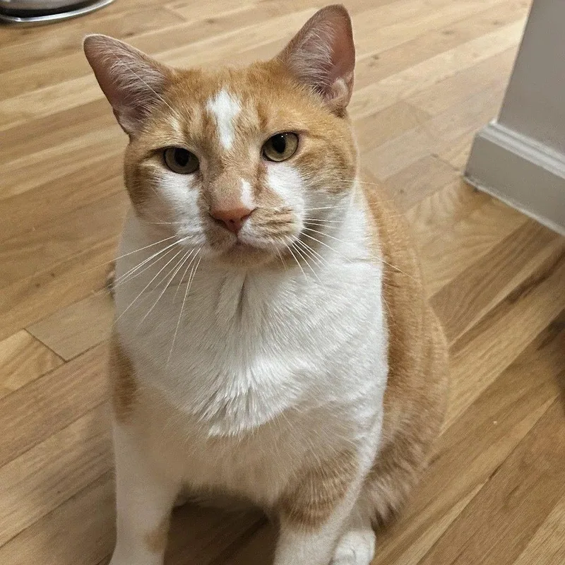 An adult extra large-sized male Orange & White Domestic Short Hair cat named Mylo for adoption in New York, NY