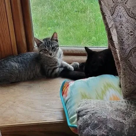 A baby medium-sized female Tabby (Brown / Chocolate) Domestic Medium Hair cat named Rachel for adoption in Menasha, WI
