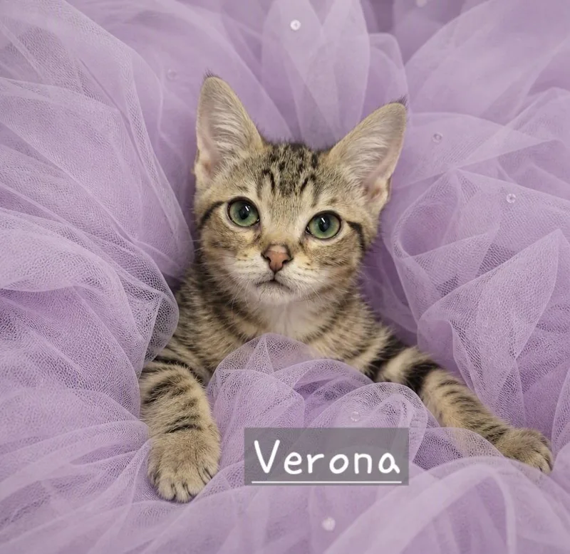 Imola & Verona thumbnail 2